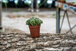 Suculenta con fondo de invernadero.