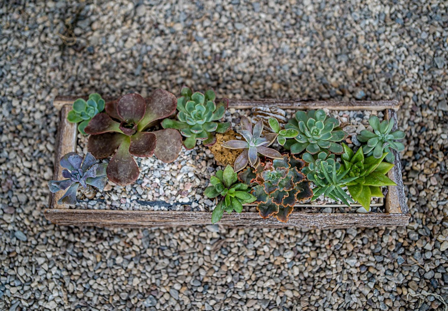 Suculentas plantadas en piedra