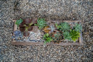 Suculentas plantadas en piedra