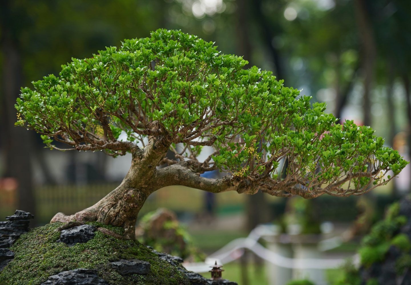 cuidados bonsai