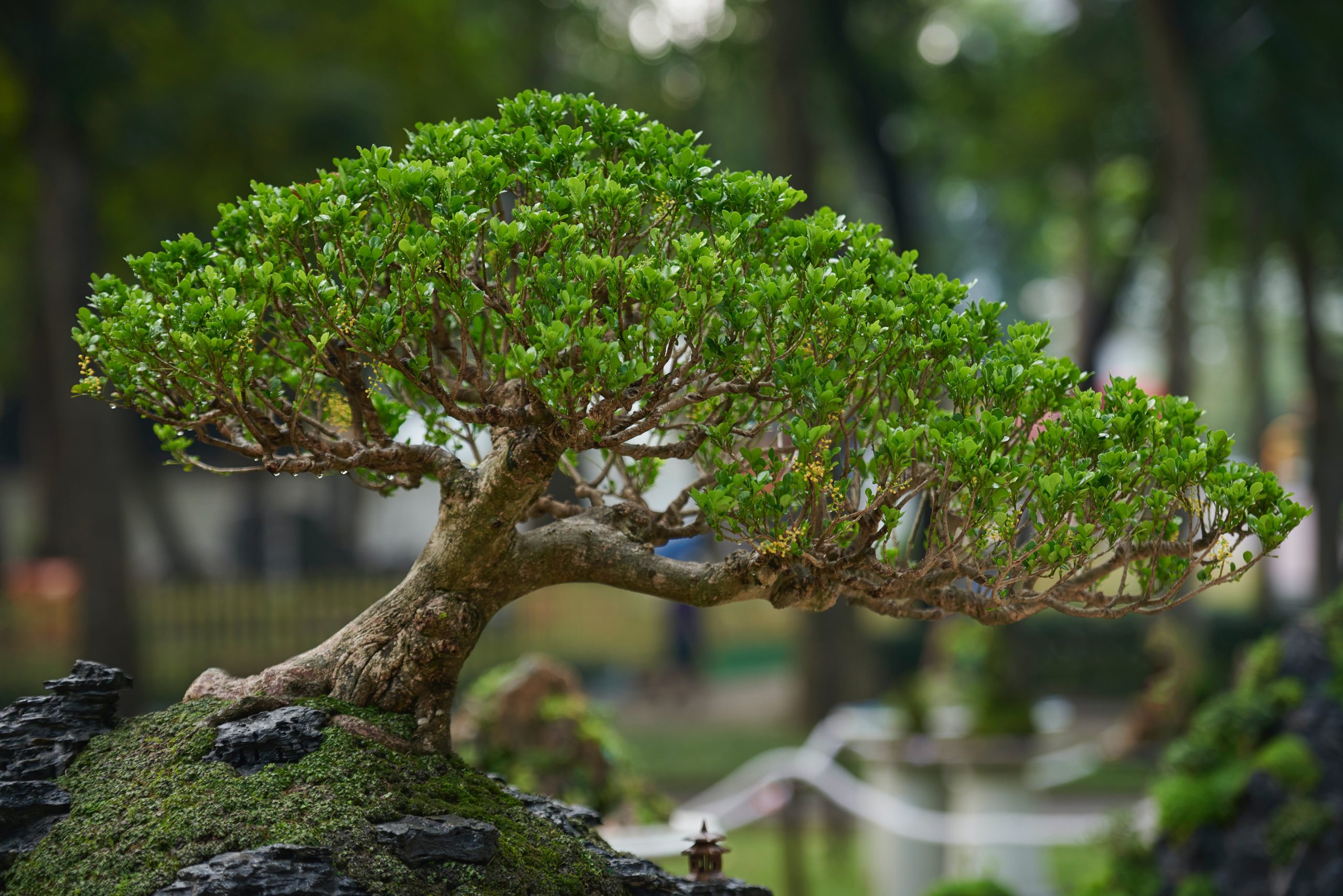 cuidados bonsai