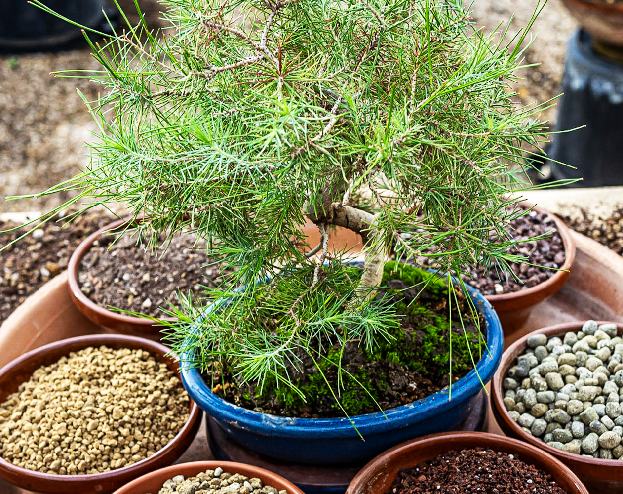 consejos para seleccionar un árbol