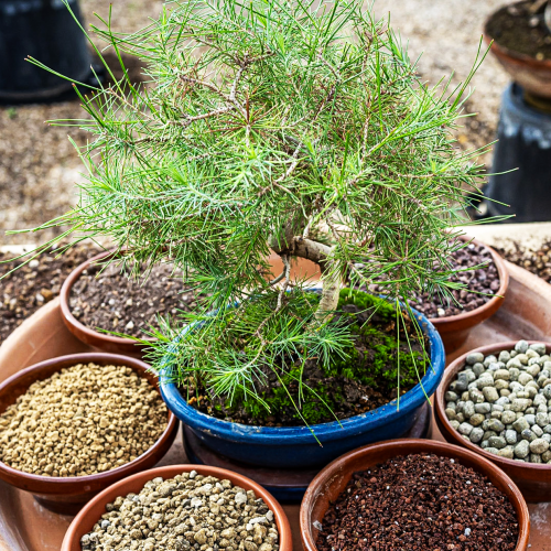 Consejos para seleccionar un árbol.