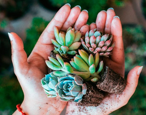 Plantas suculentas aún sin colocar en sus macetas